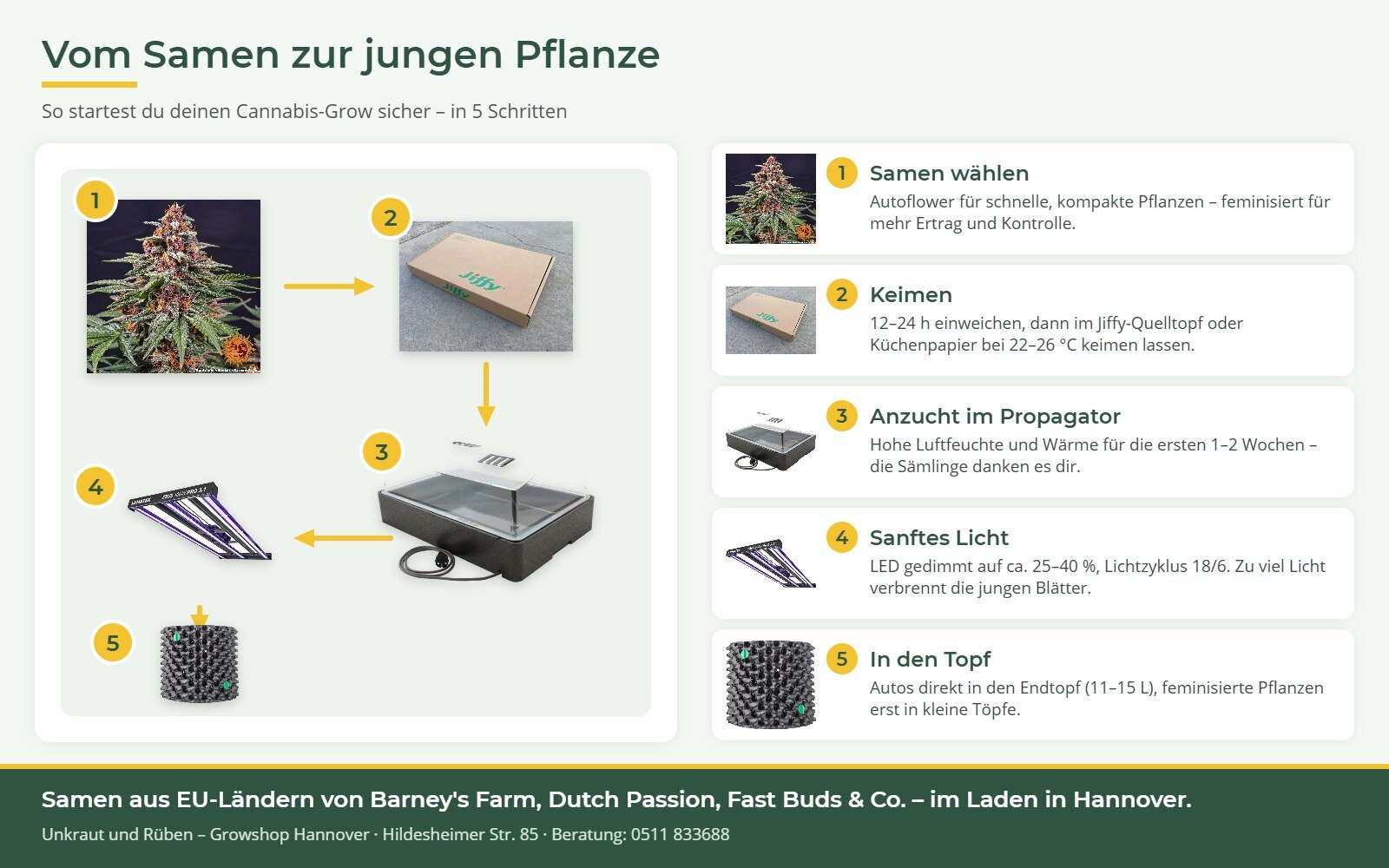 Vom Cannabissamen zur jungen Pflanze: Samen, Keimen, Propagator, Licht, Topf