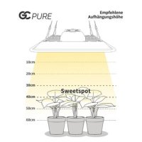 GC-PURE 80