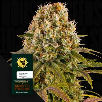 Strawberry Lemonade Fem 3 StcK/60%Sat.40%Ind./60-70Tage