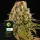 Strawberry Lemonade Fem 3 StcK/60%Sat.40%Ind./60-70Tage