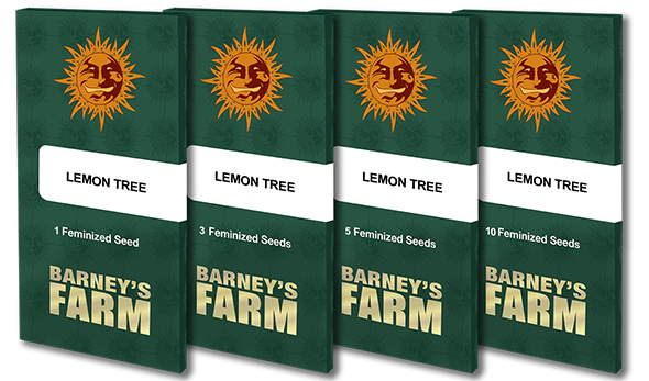 Lemon Tree Fem 3 StcK/45%Sat.55%Ind/65-70Tage