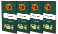 Lemon Tree Fem 3 StcK/45%Sat.55%Ind/65-70Tage