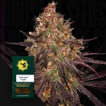 Ayahuasca Purple Fem 3 StcK/100%Indica/55-65Tage