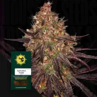 Ayahuasca Purple Fem 3 StcK/100%Indica/55-65Tage