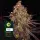 Ayahuasca Purple Fem 3 StcK/100%Indica/55-65Tage