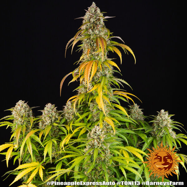 PINEAPPLE EXPRESS STRAIN/3StcK/ Auto Fem./30%Sat70%Ind/55-60Tage