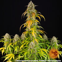PINEAPPLE EXPRESS STRAIN/3StcK/ Auto...