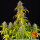 PINEAPPLE EXPRESS STRAIN/3StcK/ Auto Fem./30%Sat70%Ind/55-60Tage