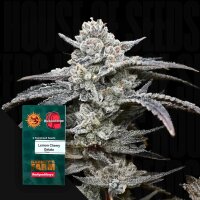Lemon Cherry Gelato 3StcK fem./40%Sat.60%Ind./60-65Tage