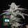 Lemon Cherry Gelato 3StcK fem./40%Sat.60%Ind./60-65Tage