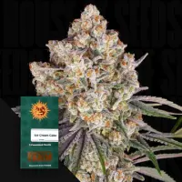 Ice Cream Cake, Fem. 3StcK/30%Sat70%Ind/55-60Tage