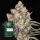 Ice Cream Cake, Fem. 3StcK/30%Sat70%Ind/55-60Tage