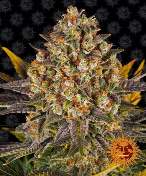 Banana Punch,Fem. 3Stck/45%Sat55%Ind/60-65Tage