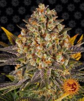 Banana Punch,Fem. 3Stck/45%Sat55%Ind/60-65Tage