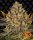 Banana Punch,Fem. 3Stck/45%Sat55%Ind/60-65Tage