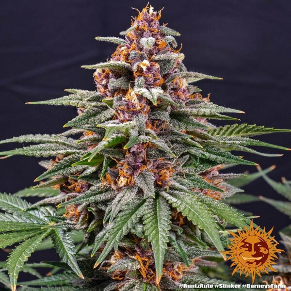 Runtz Auto Fem./3StcK/30%Sat70%Ind/65-70Tage