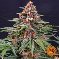 Runtz Auto Fem./3StcK/30%Sat70%Ind/65-70Tage