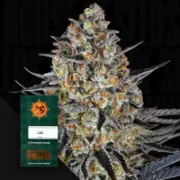 LSD Auto Fem./3StcK/30%Sat.70%Ind./65-70Tage