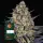 LSD Auto Fem./3StcK/30%Sat.70%Ind./65-70Tage