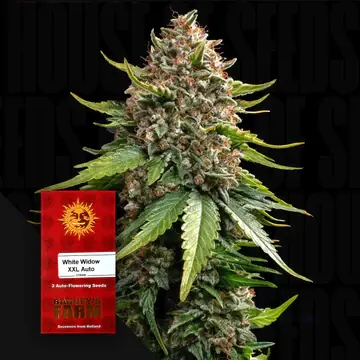 White Widow XXL Auto Fem/3StcK/30%Sat70%Ind/70-75Tage