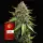 White Widow XXL Auto Fem/3StcK/30%Sat70%Ind/70-75Tage