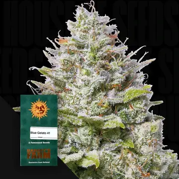 Blue Gelato 41 Fem. 3Seeds/40%Sat,60%Ind./63-70Tage