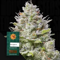 Blue Gelato 41 Fem. 3Seeds/40%Sat,60%Ind./63-70Tage