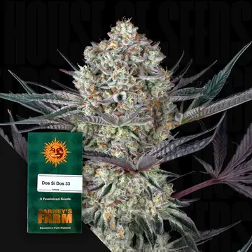 Dos Si Dos Fem. 3 Seeds/40%Sat60%Ind/60-65Tage