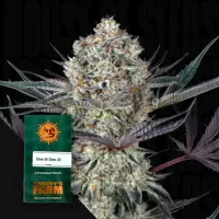 Dos Si Dos Fem. 3 Seeds/40%Sat60%Ind/60-65Tage