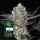 Dos Si Dos Fem. 3 Seeds/40%Sat60%Ind/60-65Tage
