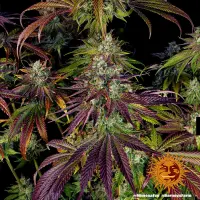 Mimosa EVO feminisiert 3 StcK/40%Sat./60%Ind./65-70Tage
