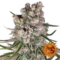 GMO Auto Fem. 3 StcK / 20%Sat. 80% Ind./ 70-75Tage