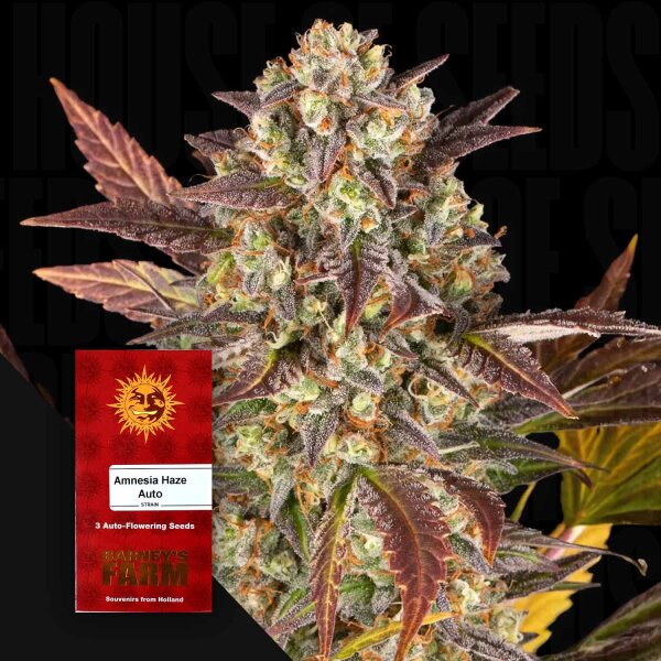 Amnesia Haze Auto Fem. 3StcK/ 80%Sat.20%Ind./ 70-75Tage