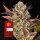 Amnesia Haze Auto Fem. 3StcK/ 80%Sat.20%Ind./ 70-75Tage