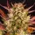 DOS Si DOS Auto Fem./3StcK/35%Sat.65%Ind./70-75Tage