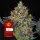 MOBY DiCK Auto Fem./3StcK/70%Sat.30%Ind