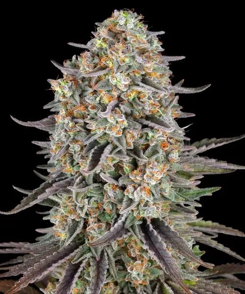Sour Strawberry Fem/3StcK/60%Sat.40%Ind/65-70Tage