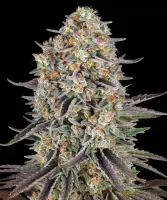 Sour Strawberry Fem/3StcK/60%Sat.40%Ind/65-70Tage