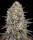 Sour Strawberry Fem/3StcK/60%Sat.40%Ind/65-70Tage