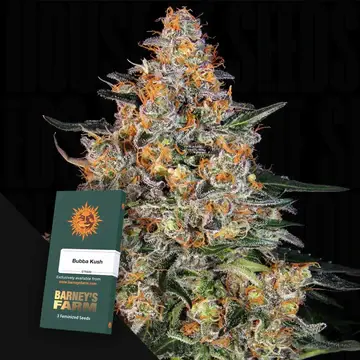 Bubba Kush Fem. 3 StcK/30%Sat70%Ind/56-63Tage