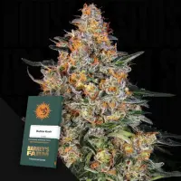 Bubba Kush Fem. 3 StcK/30%Sat70%Ind/56-63Tage