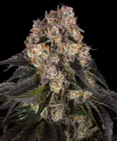Girl Scout Cookies Fem./3StcK/30%Sat70%Ind/60-65Tage