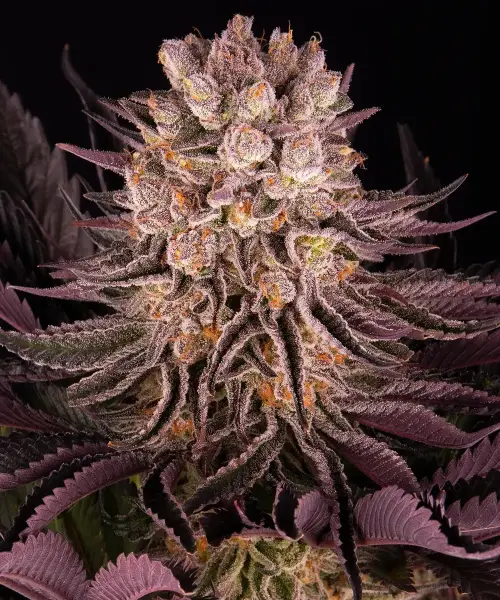 Mimosa X Orange Fem./3StcK/35%Sat 65%Ind/55-60Tage