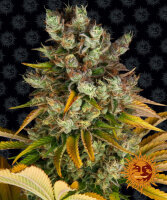 GMO Fem./3StcK/10%Sat 90%Ind/75-80Tage