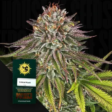 Critical Kush Auto/3StcK/10%Sat 90%Ind/70-80Tage
