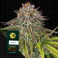 Critical Kush Auto/3StcK/10%Sat 90%Ind/70-80Tage