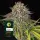 Critical Kush Auto/3StcK/10%Sat 90%Ind/70-80Tage