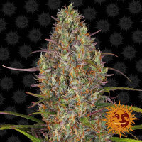 Glue Gelato Auto Fem./3StcK/40%Sat 60%Ind/65-70Tage