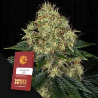 Skywalker OG Auto Fem/3StcK/25%Sat.75%Ind/70-75Tage