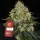 Skywalker OG Auto Fem/3StcK/25%Sat.75%Ind/70-75Tage